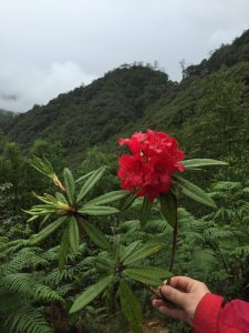 Hand holding a rhododendron flower on a plant with mountains in the background