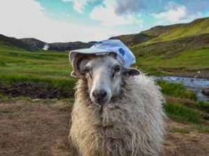 A sheep in front of green mountains with a UNC baseball cap on