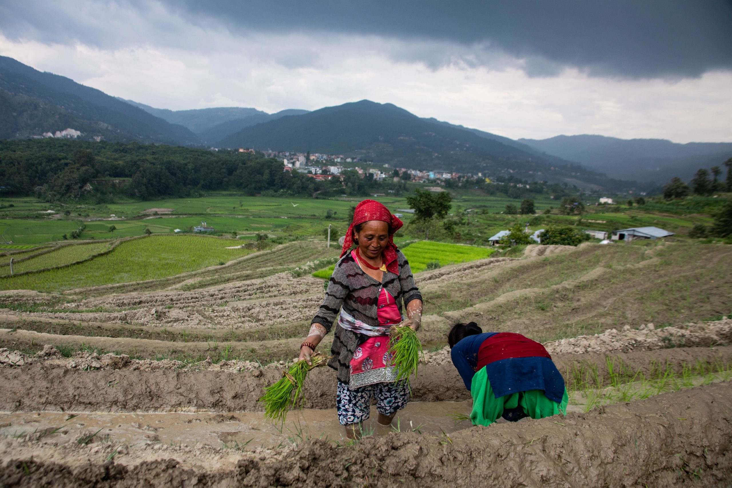 Women working in rice feild srcset=