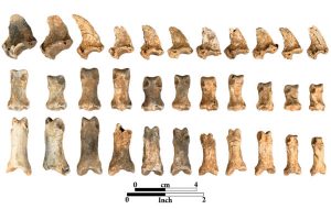 Bones lined up with a scale, ranging from one to two inches long. 