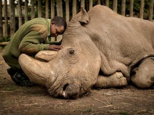 a black man resting his head against a rhinocerous.