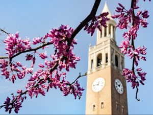 UNC-Chapel Hill Bell Tower framed by magenta flowers hanging on a tree branch