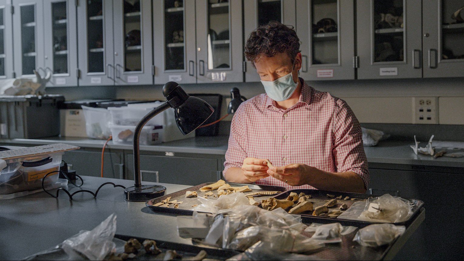 A man sitting in a laboratory examines bones under a desk lamp. He's wearing a medical face covering.